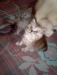 40days kitten